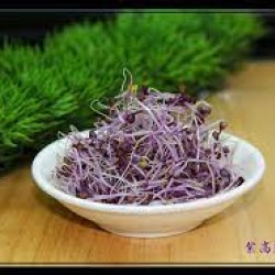 紫高麗菜苗